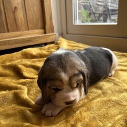 Adopt a dog:KC registered beagle puppies 2 boys 1 girl/Beagle/Mixed Litter/5 weeks,We have have 3 beautiful beagle pups for sale.
Flea,wormed, microchipped 
Born 4 th March 2024. Ready to leave 1st may 2024.
Good aroud other dogs,cats and children.
All pups come with puppy food and care plan 
Deposit £250.
Mum Bella is placid layed back and loving as well as dad Bertie.
Happy to answer any questions or show any more picture or videos.
Mum,dad KC registered as well as pups 


Girl £1300
Boys £1200
