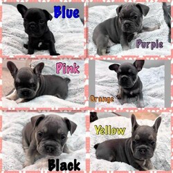 Adopt a dog:Adorable KC Reg French Bulldog Puppies!/French Bulldog/Mixed Litter/10 weeks,Are you looking for your next furry companion? Look no further! Our litter of 6 charming French Bulldog puppies is ready to steal your heart and become the newest members of your family.

About Our Puppies:

Breed: French Bulldog
Age: 9 weeks old this week
Health: Will be vaccinated, dewormed, microchipped, and flea-treated
Available from 10th April after first vaccine
Temperament: Playful, affectionate, and full of personality! Have been raised around children
KC papers as both mom and dad are registered.
1 Jet black
5 lilac and tan

Included with Each Puppy:

8-week check from a licensed veterinarian
Starter kit with toys and blanket scented with littermates

Pricing:
Black collar: £1500 (Boy)
Purple collar: £1500 (Girl)
Yellow collar: £1200 (Girl)
Orange collar: £1200(Girl)
Pink collar: £1200(Girl)
Blue collar: £1200 (Boy)