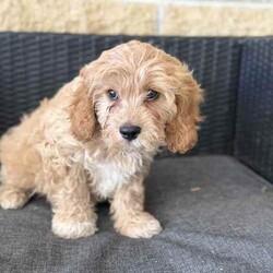 Cavoodle first generation purebred pups/Other/Both/Younger Than Six Months,We have an outstanding litter of first generation Cavoodle pups. Dad is a pure breed toy poodle mum is a purebred cavalier. With great health and no issues. Pups come fully vaccinated microchipped and wormed. And passed all health tests and clear of any heart or abdominal issues.Please call for a quick response.Pups are well socialised and grown in a loving family environment. Pee pad training has already commenced$1,200 on black pups$1,500 on gold pup******2516 REVEAL_DETAILS Microchip numbers956000016608229956000016605163956000016724371956000016723015956000016727286Source numberMB146694