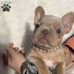 Isabella/French Bulldog									Puppy/Female	/12 Weeks,She is a beautiful female with a very exotic coat. Playful and very calm temperament she’s the perfect combination. Very sweet and cuddly. She looks like a cute little peach!
