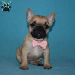 Stella/French Bulldog Mix									Puppy/Female	/8 Weeks,Stella is outgoing,playful  and has sweet frenchie pug temperment. She’s looking for her forever home.
