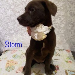 Adopt a dog:Storm/Chocolate Labrador Retriever/Female/Baby,Meet Storm! She is a 13 week old chocolate lab mix arriving in the next week or so.