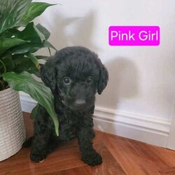 Adopt a dog:Georgous Mini Labradoodles F2B multi generation /Labradoodle/Both/Younger Than Six Months,Beautiful miniature Labradoodle Puppies – DNA Tested – F2BWe have available 6 gorgeous miniature labradoodle puppies looking for their new families to love.There are 5 x male and 1 x female in the litter.Meet your new family memberThe mum and dad of these puppies are our family pets from a loving home. The puppies are therefore socialised with other dogs and with children. Before leaving our home, they will be fully vaccinated, microchipped ( booked in for 15/04) and with up-to-date worming.A puppy pack will be provided with each puppy, which will include puppy milk, kibble, puppy pads, litter scented blanket, bed and a chew toy.Puppies were born on the 20th February and will be available to join their new families towards 17th April.Here are some details of the mum and dad:Mum – “Zoey”. Zoey is a F1B Labradoodle - 86% Miniature Poodle / 14% Labrador. Her height is 33cm from the floor to her shoulder.Dad – “Mando”. Mando is a F1 Labradoodle - 50% Miniature Poodle / 50% Labrador. His Height is 46cm from the floor to his shoulder.Feel free to call with any questions and visit as often as needed to meet your new family member.We are located at Voyager Point, 2172Breeder Number: 9004495