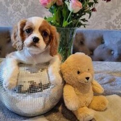 Beautiful cavalier king charles pups/Cavalier king charles spaniel/Mixed Litter/8 weeks,READY NOW!!!
Our girl has given birth to 5 beautiful pups 1 male and 4 female. This is mums first litter and she's doing amazing! ?? shes so proud of her gorgeous babies. Mum is our family pet and has been brought up around babies, children and other family pets. Dad is also in the family and has been brought up around babies, children and family pets. If anyone is interested in one of our fur babies we do ask for a non-refundable deposit to secure your pup of choice the deposit will be taken from your overall balance when coming to collect your new little fur baby ?? we know how exciting it is when your counting down the days till you pick up your little one so you will also receive pup dates on how your pup is getting on and each little milestone ?? Also all pups will come microchipped, flead and wormed to date and with their 1st vaccination. When it comes to collecting they will also have a little goody bag to take away with them ?? goody bags include a blanket with mums scent, a food bowl, and a little toy. If you have any questions please feel free to message me ??