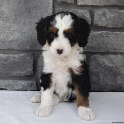 Luna/Mini Bernedoodle									Puppy/Female	/11 Weeks,I offer a one year health guarantee. Up to date on shots and dewormings. I’m looking for a loving indoor home. Shipping options are available anywhere in the US. All Sunday calls are returned on Mondays. Thanks Jon