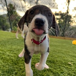 Adopt a dog:Nicole/Mixed Breed/Female/Baby,Nicole is currently in Puerto Rico, and will be to flying to Morristown New Jersey on April 19. Please fill out an application here to learn more about her.

https://thesatoproject.org/adopt

Nicole and her siblings were found abandoned on the streets of Puerto Rico. They were bottle raised by our team and are now ready to fly to New Jersey and meet their forever families. She is estimated to be eight weeks old and currently weighs 7 pounds. 

She has a happy, playful puppy. She will do best in a family that has committed to continuing her training and provide enrichment and structure. 
Please fill out the application here to learn more about her.

https://thesatoproject.org/adopt