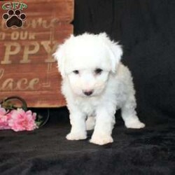 Gracie/Bichon Frise									Puppy/Female	/8 Weeks,Meet Gracie a purebred Bichon Frise puppy who is searching for a family who is looking for a medium energy pup from healthy parents with a solid upbringing in a family environment with a great start in training. Our puppies are well socialized with children ages prek-high school and love attention. If you are seeking a Bichon puppy to add to your family contact us today!