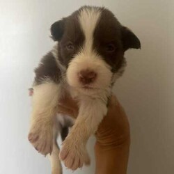 Purebred border collie puppies for sale/Border Collie/Female/Younger Than Six Months,Puppies for sale. Male and female chocolate, black tri and chocolate Merle’s available. Sold with a puppy pack of Advance medium dry food and Kong toys with the scent of mum and siblings to provide comfort.953010100348562953010100348564953010100348565953010100348566953010100348567953010100348570953010100348572953010100348775953011003485777