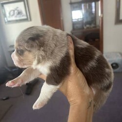 Purebred border collie puppies for sale/Border Collie/Female/Younger Than Six Months,Puppies for sale. Male and female chocolate, black tri and chocolate Merle’s available. Sold with a puppy pack of Advance medium dry food and Kong toys with the scent of mum and siblings to provide comfort.953010100348562953010100348564953010100348565953010100348566953010100348567953010100348570953010100348572953010100348775953011003485777