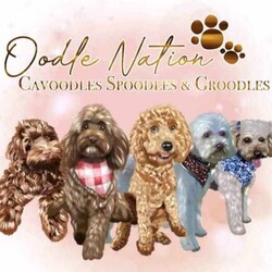 TOY SPOODLE PUPPIES /Other/Female/Younger Than Six Months,Oodle Nation is beyond proud to announce thesafe arrival of our stunning chocolate & chocolatebased cream litter of Spoodles.We have 2 little girls available from a litter of 6 ❤️