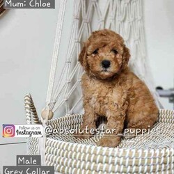 Adopt a dog:9 Beautiful F1B Toy Cavoodle Puppies (5 Males and 4 Females)//Both/Younger Than Six Months,We have 7 beautiful F1B Cavoodle Puppies From our family dogs, They will be ready on 24th April 2024 (8 weeks old) for their forever homes.They will come Vaccinated, wormed every 2 weeks of age, microchipped, a VET checked, a puppy pack, and 6 weeks Pet Cover Puppy Insurance or 4 Weeks Trupanion Puppy Insurance, and Puppy Birth Certificate.They will be 75% Potty Trained as 25% is depending on how you continue the training. All of Our Puppies won't be positive from all of Genetic Diseases.Dad is Red Toy Poodle 4.5 kg, and Mum is F1 Cavoodle 9 kgThe Parents are loving, loyal with a great temperament and raised in our family home and brought up with children.The parents and puppies are ready to be viewed for a visit or through whatsapp video call.Males (Green, Black (SOLD), Red (SOLD), Brown and Grey Collar)Females (Yellow (SOLD), Pink (SOLD), Light Pink and Purple Collar)Ps. Purple Collar $2500 as she has Blue eyes and Liver nose.We are located near North Richmond, NSWDOB: 28/02/2024We will update of our puppies on Instagram.www.instagram.com/absolutestar_puppies/Fur and Family First Breeder#DS278554