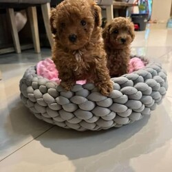 Adopt a dog:Pure bred ANKC registered Toy Poodles/Poodle (Toy)/Both/Younger Than Six Months,*BLACK $2000*RED $2500*SILVER $3000*APRICOT $2500*We also offer pet sitting in a dog friendly environment indoors and/or outdoorsWe are happy to offer the most adorable toy poodles to a loving home.