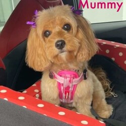 Adopt a dog:Toy Cavoodle Adorable Highly-Sought after Puppies/Other/Male/Younger Than Six Months,Born 29th Feb 2024 Ready for rehoming from 25th April 20242 x Boys RedParent Info, 3 year old Mum F1 Cavoodle, 2 year old Dad F2 CavoodleSecond litter for these much loved family pets.These adorable puppies will be rehomed fully vaccinated / wormed and microchipped and vet checked.All puppies come with vet certificate of vaccination and microchip paperwork and a take home puppy pack to help them feel at home.Viewings welcome - first vaccination, micro chips and health checks have all been completed on Thursday 11th April 2024We are registered breeders, puppies are well socialised with children and other family pets, they are being trained to use a puppy pee pad.Cavoodles make the perfect family pet as they are hypoallergenic, non-shedding, have a lovely nature and great temperament.They are extremely intelligent, easy to train, love children and adults alike.