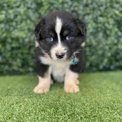 Adopt a dog:1 x Purebred Australian Shepherd (DNA Clear) Free Delivery Sydney//Both/Younger Than Six Months,5 x Purebred Australian Shepherd puppies available to a loving home. Available to go from the 1st May and we can deliver them to sydney on this date.- Blue Merle Male $3800 (SOLD)- Black Tri Male $2000 (SOLD)- Black Tri Male $2000- Black Tri Female $2000 (SOLD)- Black Tri Female $2000 (SOLD)Puppies come :- With first round of vaccinations & microchipped- Vet check report- 6 weeks free pet insurance- Not desexed- Wormed every 2 weeksThe puppies have been raised indoors and outdoors, and around children and other puppies.The father is a 25kg Blue Merle Aussie Shepherd and is DNA tested, the mother is a 24kg Red Tri Aussie Shepherd and also DNA tested. We own both parents and I can send photos of parents on request.Once our puppies leave, we:- Would love to see updates!- Offer a rehoming policy- Offer a 18 month health guarantee- Have a Facebook page you can stay in touch or see other puppies we have bred- Offer support and are free to talk at any time throughout your puppies lifeWe are located in Nyngan NSW, can get to Dubbo at any stage. Road transport is usually organised from Dubbo. There will be free transport to Sydney, with a chosen meeting location and time. Happy to arrange other freight at buyers expense, flights from Sydney to another capital city are usually around $300Full members of AAPDB: 16947BIN: B000738270We have a website & Facebook page Country Canine Co. Please look on our Facebook group Country Canine Co. Families for photos of the previous litter as adults.
