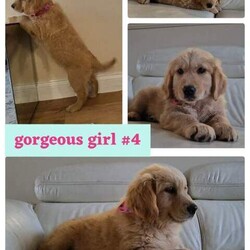 Golden retriever pups/Golden Retriever/Both/Younger Than Six Months,We have been blessed with a litter of 10 Purebred Golden Retriever puppies.7 gorgeous girls available. The girls are pictured together in the wheelbarrow. individual photos put into collages for each individual girl currently available.Photos of parents are also included, i own both parents. Both are exceptional loving dogs. ❤️✔️Both parents are full DNA tested and Clear. The puppies are DNA clear through parentage and will not be inflicted with any genetic issues that are relevant to the golden retriever breed as tested for, through Orivet.Your Puppy will come to you -* vet checked* Microchipped,* With their first vaccination,* Wormed fortnightly at 2, 4, 6 & and 8 weeks of age.I am happy to assist with organising transport if you are unable to pick up in person.