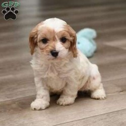 Conner/Cavapoo									Puppy/Male	/8 Weeks,To contact the breeder about this puppy, click on the “View Breeder Info” tab above.