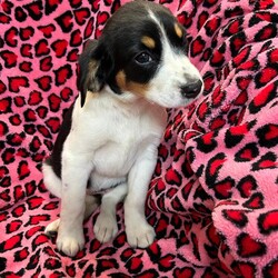 Adopt a dog:Martini/Hound/Female/Baby,My name is Martini. I am a very beautiful 9-week-old Hound mix with maybe some Brittany Spaniel. I weigh 8.2 lbs. and my birthday is 2/6/2024 so I have some growing to do! I will be a medium size dog. I am started on my shots and worming schedule and have been treated for any issues I came in with. 

I would do great in any home as I am easy to please and have a great personality.  I enjoy running and playing with toys. Of course, I also enjoy my one on one snuggle time and giving kisses. 

Please if you are interested in me get your application in today, there is no time to waste:

You can go to www.hopeforhannahrescue.org 
or you can click the link below:

The direct link to our application can be found here: https://ueodqi9fe3f.typeform.com/to/sFwghRQN

If you have any problems call Suzi (717) 466-5968 and I will be happy to assist you.