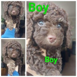 Adopt a dog:STUNNING PHANTOM F1B COCKAPOOS/Cockapoos/Mixed Litter/8 weeks,ALL HAVE BEEN REDUCED

We are pleased to announce that our beautiful chocolate cockapoo has delivered 6 adorable puppies.
Chocolate tan phantom girl £1400
Chocolate cream phantom boy £1200
Chocolate boy £1000/ SOLD
Chocolate girl £1000
Chocolate girl £1000
Dad is a KC registered chocolate and tan toy poodle. Is also DNA tested. Puppies have been brought up with other family dogs and used to children.
All puppies will leave with a scented blanket of mum and siblings, flea and wormed treated, food, 1st vaccination, Microchipped, health checked and 4 wks free Pet Plan insurance
A non refundable deposit of £300 will secure your puppy