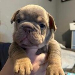 Gorgeous English Bulldog Puppies/English bulldogs/Female/5 weeks,Here we have 4 gorgeous English bulldog puppies.
They are all female.
Mum and dad are our family pets and can both be seen at viewings.
The puppies are currently 5 weeks old and will be ready to leave from the 30th of April.
Both mum and dad have grown up around children and have the most amazing temperaments. They are so loving and cuddly and amazing family pets.
We have 2 lilac and tan girls and 2 black and white girls.

All 4 puppies have such great personalities and are very cheeky and loving. They love to be cuddled and have been brought up around children.