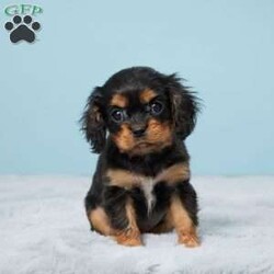 Cassie/Cavalier King Charles Spaniel									Puppy/Female	/8 Weeks,Meet Cassie, a heartwarming Cavalier King Charles Spaniel who’s ready to fill your life with joy and companionship! Born and raised in a caring family environment, Cassie has known love from her first breath and is eager to become a cherished member of her new forever home. She has been thoroughly vet checked and is in tip-top health, ensuring a smooth transition into your household.