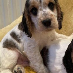 Adopt a dog:KC REGISTERED PURE SHOW COCKERS DNA HEALTH TESTED/Cocker spaniel/Mixed Litter/2 months,Stunning litter of pure 100% show type cocker spaniel puppies. Beautiful colours, including sable and tri- colour boys and girls. Both parents are family pets with exceptional temperament. Both are fully DNA health tested clear for everything in the breed, including- AMS ? DM ? EIC ? FN ?
PFK ? PRA-PRCD ?
Puppies are KC registered, and will leave with all relevant paperwork including copies of both parents clear DNA health certificates. They will have their first vaccination, microchip and health check before leaving us. They have been wormed every 2 weeks.
These puppies have been raised in a busy household around children and other pets, they are very confident and sociable. They are puppy pen trained and doing well with toilet training. A bag of the food they have been weaned on will be given to take home, a long with a scented blanket to help them settle into their new family homes.
5 weeks free Kennel club insurance will be activated on the day of collection for your chosen puppy.
Please feel free to contact me for anymore details or to arrange a viewing.