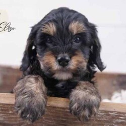 Miniature Theodore’s (Cavoodle) puppies /Cavoodle/Both/Younger Than Six Months,Our Theodore (Cavoodle) puppies are ready to find loving families to spend their lives with!We are small boutique breeders of Cavoodles (Theodores) and Cavaliers (next litter due 19th May) breeding with a focus not only on health but suitability for emotional support such as anxiety, ADHD, PTSD and Autism as well as school facility dogs, therapy dogs and service dogs.Mother Zara is my gorgeous B&T Cavalier (10kg) and stud sire Robbie (7kg) is a cream Miniature Poodle. Both parents have been DNA tested and puppies will not inherit any of the breed specific illnesses tested for with orivet. Zara has current heart & eye clearance certificate from Cardiologist & Ophthalmologist and Robbie has great recent hip & elbow scoring completed.Ready for new homes 24th April!Apricot & White boy: $3500Black, white with tan boy: $3500Black & tan girl: $4000Apricot girl: $4000Last picture is one of our previous puppies as an adult.Our Puppies calm, confident, playful and cuddly and absolutely love being in the company of humans and the other adult dogs we have! They are raised in our family home with our 3 children, other dogs and a cat and are handled lovingly daily from birth and exposed to the various noises of a busy household! We start basic toilet training to grass mats and provide early neurological stimulation to puppies (resulting in dogs with greater tolerance to stress and better health and resistance to disease) and have a detailed socialisation and noise desensitisation program in place that includes busy schools, car travel, busy roads, and lots of other animals.If you require an emotional support or therapy animal, please contact me so I can recommend an appropriate puppy to suit your requirements.Our puppies are fed top quality Premium puppy food and will come home with a puppy pack and lifelong support.All puppies are wormed fortnightly from 2 weeks of age, vaccinated at 6 weeks & 10 weeks, vet checked and microchipped and come with a health certificate from the vet and health guarantee .I am a member of Master Dog Breeders Associates and have full vet audited registration with RPBA which means I undergo yearly on premises vet audits and the welfare of my animals is my top priority! This litter will have pedigree certificates on the Theodore Foundation registry with MDBA to pet only homes. Breeding rights and price available by application to approved MDBA breeders only.Please message or call me to express your interest in adopting one of our puppies and let me know about yourself and the home you can provide for our furbabies. New families should meet puppy in person, however if this is not possible I can arrange a video call for you to view puppies.https://rightpaw.com.au/l/sharelise-cavoodles/53cb38ad-37b8-46ba-8ce0-e08874f5649fhttps://www.facebook.com/sharelisecavs?mibextid=LQQJ4dQBR: BIN0007105558565MDBA: 25961Microchips:941000028963050941000028963051941000028963052941000028963053