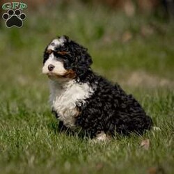 Molly/Mini Bernedoodle									Puppy/Female	/February 13th, 2024,Hey dog lovers, get ready for a dose of Mini Bernedoodle love. We’re the matchmakers of fur-tastic friendships, bringing you the kind of puppy that’ll make your heart do a happy dance.