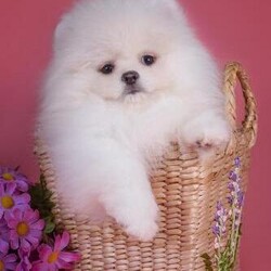 Looking for White pomeranian puppy///,Hello everyone 
I am looking forward to make addition to my new family as I'm looking for my dream white teddy bear pomeranian (xxs or teacup ) as I'm looking for a little white little girl  please.  Later this year or early next year.  Because I'm looking to complete my dream to come true. 
I do live in Devon so would like somewhere close like a couple of hours away if possible ,  but willing to travel . 
   If you have a pomeranian puppy please message me . That would be great, thank you so much.