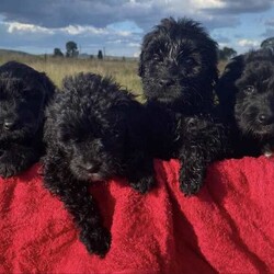 Labradoodle Puppies /Labradoodle/Female/Younger Than Six Months,We have 4 beautiful little girls looking for their furever homes 
