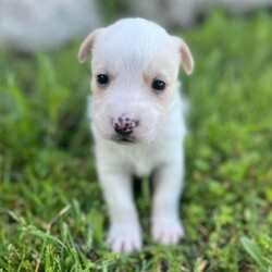 Flynn/Terrier/Male/Baby