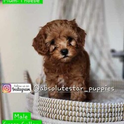 Adopt a dog:7 Adorable F1B Toy Cavoodle Puppies (2 Males Left)//Both/Younger Than Six Months,We have 7 beautiful F1B Cavoodle Puppies From our family dogs, They will be ready on 21st April 2024 (8 weeks old) for their forever homes.They will come wormed every 2 weeks of age, microchipped, Vaccinated, a puppy pack, and a VET checked, 6 weeks Pet Cover Puppy Insurance or 4 Weeks Trupanion Puppy Insurance, and Puppy Birth Certificate.They will be 75% Potty Trained as 25% is depending on how you continue the training. All of Our Puppies won't be positive from all of Genetic Diseases.Dad is Red Toy Poodle 4.5 kg, and Mum is F1 Cavoodle 6kgThe Parents are loving, loyal with a great temperament and raised in our family home and brought up with children.The parents and puppies are ready to be viewed for a visit or through whatsapp video call.Males (Green, Blue, Brown (SOLD), and Black (SOLD) Collar)Females (Yellow (SOLD), Pink (SOLD), and Orange (SOLD) Collar)We are located near North Richmond, NSWDOB: 25/02/2024We will update of our puppies on Instagram.www.instagram.com/absolutestar_puppies/Fur and Family First Breeder#DS278554