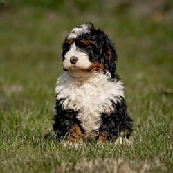 Molly/Mini Bernedoodle									Puppy/Female	/February 13th, 2024,Hey dog lovers, get ready for a dose of Mini Bernedoodle love. We’re the matchmakers of fur-tastic friendships, bringing you the kind of puppy that’ll make your heart do a happy dance.