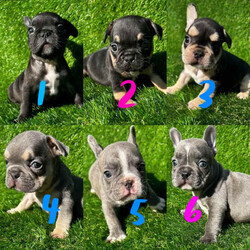 Cute French bulldog puppies !/French Bulldog/Male/Younger Than Six Months,8 week old pups ready to go!1- Black boy2- Black and Tan Tri girl3- Black and Tan Tri boy4- Blue and Tan boy SOLD5- Blue boy6- Blue girl SOLDPuppies will come:- microchipped- vaccinated and wormed- vet health checked- puppy food- puppy info booklet- 6 months free pet insurance- MDBA pedigree papersParents have an amazing temperament, are both 6 panel clear of any hereditary diseases. Puppies have been socialised with kids and are great with other dogs family pets.Please enquire today for more information.Puppies will be ready to go 15/04/24I am a registered breeder with MDBA 30902