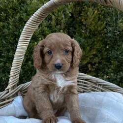 Adopt a dog:Miniature Ruby Cavoodle Puppies //Both/Younger Than Six Months,We currently have a litter of miniature F1B Ruby Cavoodle Puppies available to approved loving homes as of this Friday!Puppies will come: