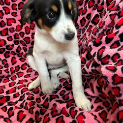 Adopt a dog:Martini/Hound/Female/Baby,My name is Martini. I am a very beautiful 9-week-old Hound mix with maybe some Brittany Spaniel. I weigh 8.2 lbs. and my birthday is 2/6/2024 so I have some growing to do! I will be a medium size dog. I am started on my shots and worming schedule and have been treated for any issues I came in with. 

I would do great in any home as I am easy to please and have a great personality.  I enjoy running and playing with toys. Of course, I also enjoy my one on one snuggle time and giving kisses. 

Please if you are interested in me get your application in today, there is no time to waste:

You can go to www.hopeforhannahrescue.org 
or you can click the link below:

The direct link to our application can be found here: https://ueodqi9fe3f.typeform.com/to/sFwghRQN

If you have any problems call Suzi (717) 466-5968 and I will be happy to assist you.