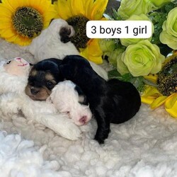 Shihpoos for sale in bolton ONLY 3 BOYS AVAILABLE/Shihpoos/Mixed Litter/2 weeks,......only 3 boys available. 
 
PLEASE MESSAGE FOR MORE PHOTOS PHOTOS ON HERE DONT DO THEM JUSTICE THESE ARE ABSOLUTELY STUNNING PUPS

My stunning girl olive has had a stunning litter of 3 boys 1 girl mummy is shihpoo and daddy is our toy poodle bobby both can be viewed with puppys olive is doing amazing with her pups .

We have available

 Boys
 Black and tan boy
Black boy with white under chest
White boy with 1 black eye and 1 white eye

Girl
White girl white brown markings.... SOLD....

 Fully vet checked
Microchip
Wormed
Flead
1st VACCINATION IF WANTED 
Food
Collar and lead
Teddy
Blanket with mum and dad's scent
Teething toy
Bowls
Puppy pads
ALL PAPER WORK FOR MORE INFORMATION PLEASE DON'T HESITATE TO CONTACT US PHOTOS DON'T DO THEM JUSTICE MORE PHOTOS CAN BE SENT

READY TO LEAVE FROM 24TH MAY