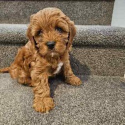 Only One Left & Ready Now Adorable Toy Cavoodle Puppies/Other/Male/Younger Than Six Months,Born 29th Feb 2024 Ready for rehoming from 25th April 20241 x Boy RedParent Info, 3 year old Mum F1 Cavoodle, 2 year old Dad F2 CavoodleSecond litter for these much loved family pets.These adorable puppies will be rehomed fully vaccinated / wormed and microchipped and vet checked.All puppies come with vet certificate of vaccination and microchip paperwork and a take home puppy pack to help them feel at home.Viewings welcome - first vaccination, micro chips and health checks have all been completed on Thursday 11th April 2024We are registered breeders, puppies are well socialised with children and other family pets, they are being trained to use a puppy pee pad.Cavoodles make the perfect family pet as they are hypoallergenic, non-shedding, have a lovely nature and great temperament.They are extremely intelligent, easy to train, love children and adults alike.