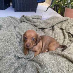 Adopt a dog:Purebred miniature dachshund puppies short hair./Dachshund/Female/Younger Than Six Months,A stunning litter of purebred short haired dachshund puppies.4 girls and 2 boys born on the 09/03/24 ready for their new home after the 05/05/24Mother is a shaded red and the father is a dapple. Can send photos of parents upon request. Both parents DNA tested. Both beautiful natured brought up in loving families.All pups come vaccinated and microchipped. Also a small take home puppy pack .I will update photos as they get older. Please contact me for anymore information.1x chocolate girl (pink) $2000 SOLD1x chocolate girl (dark purple) $20001x chocolate boy (blue) $20001x shaded red girl ( yellow ) $15001x shaded red girl (green) $15001x shaded red boy (light blue) $1500.