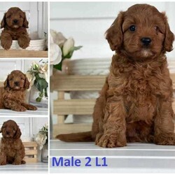 Stunning Female Toy Cavoodle 1st Gen Puppies, Screened Ethical Breeder//Female/Younger Than Six Months,Loveableoodles proud breeders of quality Cavodles are proud to announce the safe arrival of our outstanding Cavoodle Litter. These absolutely adorable little Cavoodles have the most gentle, affectionate and loving naturesBorn on the 7th of March, We have an absolutely gorgeous Female Toy Cavoodle puppy available.This little pup will be available to take home from the 2nd of May onward,Ask us for a link to our website loveableoodles for more pictures and contact information.