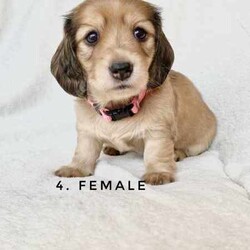 Shaded Cream Mini Long Hair Dachshund Puppies/Dachshund/Both/Younger Than Six Months,We have 4 stunning puppies looking for their forever homes. Registered breeder Dachshund House.Currently 4 weeks old - ready to go home after 14/5/24. They will have had 1st Vax, been vet checked and wormed fortnightly. Extensive puppy pack provided. These puppies are brought up on a solid program and exposed to family life, other animals, noise desensitisation and environments. Commenced toilet & crate training and exposed to collar, harness & lead. Raw fed and families will be provided with nutritional support and guidance. FaceTime calls with families will be completed during your application process. Pet homes only.