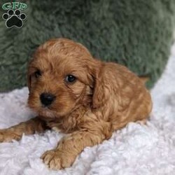 Max/Cavapoo									Puppy/Male	/6 Weeks,Hi meet Max !!! I am a happy healthy puppy!! My estimated weight will be 12 to 14 # .I will be vet checked to ensure I’m in great health!! Both my parents are healthy and Daddy is OFA CERTIFIED. I will be coming home with: 