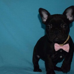 Charity/French Bulldog									Puppy/Female	/8 Weeks,Charity is outgoung,playful and has sweet French Bulldog temperment. She’s looking for her forever home.