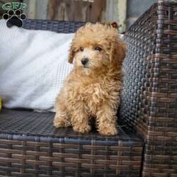 Giselle/Toy Poodle									Puppy/Female	/10 Weeks,Dont miss out on this sweet, little girl! She is vet checked with a health certificate, up to date on vaccines, deworming schedule, and a 1 year genetic health guarantee. expected to be around 4-5lbs. 