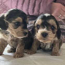 Cockapoo F1 puppies, both parents KC reg, Show/toy/Cockapoo/Mixed Litter/5 weeks,I am pleased to share we have 8 beautiful cockapoo puppies for sale. 3 girls, 3 boys. 5 golden, 3 chocolate and tan. Mum is an amazing KC registered show cocker spaniel. Dad is a handsome KC registered red toy poodle. He has a none fading gene and doublecurly coat gene KRT71. Both parents are health tested. Photos of both parents below. They both have amazing temperaments, easy to train and manners to die for. All puppies are growing in our family home. They are becoming familiar with the day to day sounds of a busy family home and our children. When old enough they will be socialised with our other friendly dogs. So you get well rounded, confident, happy, healthy puppies. If you’re interested please get in touch, any questions answered. Viewings by appointment only.