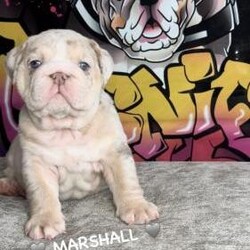 Beautiful English Bulldog Puppies/English Bulldog/Female/7 weeks,Hello thank you for requesting info
WELCOME TO OUR PAW PATROL LITTER OF BEAUTIFUL ENGLISH BULLDOG PUPPIE??
We have 6 paw patrol boys due to messers. They are 7 weeks old & can leave us on the 26th April.

Mum and dad have A1 temperaments & mum lives full time with us. A little info about our paw patrol boys… there little character has developed and they furiously tail wagging. All the puppies are happy, outgoing, well socialised & have been introduced to new items and experiences daily..... and our big dogs ????
Puppies have also been raised in our home. We do not kennel our dogs.

Mum & Dad are fully DNA health tested CLEAR for genetic diseases known in the breed:

Hyperuricosuria (HUU)
Canine Multifocal Retinopathy Type 1 (CMR1)
Degenerative Myelopathy (DM)
Both parents genetic health panel CLEAR

Our paw patrol litter Hold a 5 Star home, and expect them to go to a home in comparison to what we provide with the upmost love, care & attention.

All puppies will be:
* KC Activity registered
* Fully Wormed
* Vet Checked
* Microchipped
* Part Vaccinated with the 1st of the 2 Primary vaccinations by 8 weeks (26th April 2024)
* Insured
* A contract of sale
* 5 generation pedigree certificate
* Come with a copy of both parents health test results
* Come with written care information
* Come with a take home puppy pack which will include approximately a bag supply of the food they are currently being fed AVA puppy.
 Our boys are £2,500 fully KC registered & a deposit of £500 will secure your perfect chosen of pup. We welcome you to visit us. We live in Chatham, Kent but viewings to be made away from the home and at a mutual meeting location where our selfs and you will be safe & happy.
I hope to hear from you further. QueenieSouthxx
Did you know, we are also on TikTok and do daily lives QueenieSouthxx