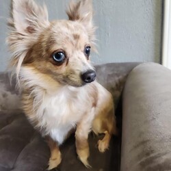 Adopt a dog:Princess Cupid/Chihuahua/Female/Adult,Meet Princess! Princess is an 8lbs merle long haired chihuahua who is 3-5 yrs old. Princess is a little shy at first when she meets new people but is the best snuggler once she gets to know you! She has been great with all the dog friends she has met. Princess house trained to either go outside the doggy door or use a potty pad. She is crate trained but needs a little help with leash training to make wqlks fun amd exciting! Her favorite place is on your lap, and she loves a nice play session with you or the other dogs! Princess had a dental cleaning and bloodwork at her recent vet visit.

Interested in becoming a forever home for Princess Cupid? For immediate consideration, please fill out our online adoption application: http://www.friendswithfourpaws.org/adoption-form.html This is the first step in our process, and we DO NOT go any further without an application.

If there are multiple dogs that you are interested in, please fill out an application for each dog. This does not include bonded pairs, one application will be fine. We have different adoption coordinators working with different dogs, and your application may be missed if you only apply once. 

Find more adoptable pets, news and information on Instagram @friendswithfourpaws or our Facebook page Friends with Four Paws .

We put a lot of time and energy into processing our adoptions to find our babies the best fit home for them and you.  Please do not submit an application if you are not serious about adopting Princess Cupid.
We are so excited to work with you to find you a new forever friend, and Princess Cupid the perfect forever home, and appreciate you working with us.  

Our adoption fee is $525. This includes their spay/neuter surgery, full (age appropriate) vaccinations, microchip insertion and registration, deworming, heartworm testing and prevention, flea and tick prevention and travel expenses.

All of our dogs are rescued from local shelters and the general public. Each dog is then placed in a foster home where he/she is kept for quarantine, to ensure if the dog gets sick it can receive proper treatment. We have foster homes in the NJ/NY area waiting to receive their fosters. Once an animal has received an application or there's an adopter interested, we make arrangements for transport. If a dog is already in foster care in NYC/NJ, an adopter will be put in touch with the foster home AFTER an application is being processed.

Thank you in advance for your patience with our process and for making adoption YOUR option!