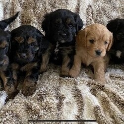Adopt a dog:Stunning f1 cavapoo puppies/Cavapoo puppies/Mixed Litter/4 weeks,5 stunning cavapoo puppies, 1 Boy and 4 Girls , born 19th March, Mum is our beautiful ruby ckc and Dad is our phantom toy poodle they are our family pets and can be seen with puppies.
These puppies are raised in the heart of the family home so will be used to all household noises and also our grandchildren.
These puppies will be thoroughly vet checked before leaving and will be:
Microchipped
1st vaccination
Fully wormed
And puppy pack, food blanket etc
Any further information please contact me and I can answer any further questions,
My Babies will only go to the best of homes so no timewasters please.
£350 non-refundable deposit secures puppy of your choice.