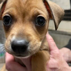 Adopt a dog:Lenny/Chihuahua/Male/Baby,DOB: 02/29/2024
Adoption fee: $650*
(Adoption fee includes spay/neuter surgery, age-appropriate current vaccines, microchip, and preventative flea treatment).

Hi I am a Chihuahua mix puppy just starting out in life. I'm happy, love to play with my siblings and can't wait to join your family!

Interested in adopting me? Our adoption process and application can be found at -

https://www.sunnyskysshelter.org/our-adoption-process

For other questions on our dogs/cats please send an email to info@sunnyskysshelter.org for information on a meet and greet as well as application procedures.