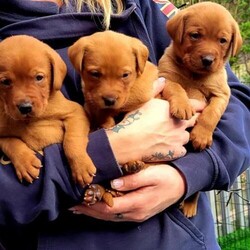Adopt a dog:Stunning litter of Fox Red labrador Retrievers/Labrador retriever/Mixed Litter/4 weeks,**** 1 BOY & 2 GIRLS ****

Kc registered Fox Red Labrador puppies for sale. Fully health tested.


We have a stunning litter of 4 boys and 2 girls. They were born on the 22nd March 2024 Pups are strong and healthy.

Both parents are fully health tested with fabulous Hip and Elbow scores, clear DNA results also clear eye tests .

Mom can be seen along side her mom.

Dad comes from an excellent quality stud to which mom is a product from a previous Sire from there please have a look on his website (Jason)


Dads hips 4/6, mums hips 2/4 both elbows 0/0.



This litter will make great family pets and would also be adaptable to more challenging tasks.

Pups will be socialised within the family home and will have lots of Interaction with children.

Pups will be microchipped, wormed and fleed to date of collection.5 weeks insurance . Scented bedding, Kc registered, first vaccination, vet checked, weekly updates, feeding and guidance information pack, lifetime support.



* Both parents are exceptional in looks, colour and personalities that would fit into any family and make a positive impact.



Kc registration

Mom - laudable Bailey

Dad - kenxtwen mincepie