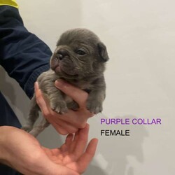 Quality French Bulldog puppies/French Bulldog/Both/Younger Than Six Months,Taking expressions of interest or deposits for 2 week old French Bulldog puppies who will be ready for their forever homes from 3 June.We are a small Brisbane based breeder registered with the MDBA (prefix #24060)Our priority is to breed healthy, happy pups that will be members of the family, having the same beautiful temperaments as their parents.We have 5 boys and 2 girls, $4000 for MDBA Limited Register Pedigree papersPups are being raised in our family home among other dogs and will be well socialised.Pups are DNA clear of hereditary diseases by parentage and will come with a health check conducted by a licensed veterinarian.We will be microchipping and vaccinating pups once they are 6 weeks, and they will leave for their forever homes being wormed every fortnight and with a great puppy pack to help them settle in.Details per pup are below:Light green: Blue tan tri-colour, malePink: Blue tan tri-colour, femalePurple: Solid blue, white chest, femaleOrange: Blue fawn, maleGrey: Blue fawn, maleBlue: Blue fawn, maleDark green: Blue fawn sable, maleInterstate travel can be arranged at buyers expensePictures of parents attachedPlease reach out if you would like more information or have any questions.We truly believe these dogs are going to be fantastic companions with amazing structure, the colours are a bonus. Follow us on Instagram @spfrenchbulldogsWe look forward to hearing from you! Get in touch for more picturesBIN 0012959764558